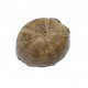 gymnodiadema choffati