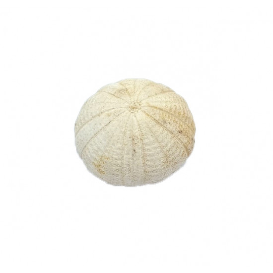 Dixonia dixoni