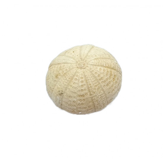 Dixonia dixoni