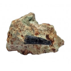 Pterosaure indéterminé (dent)