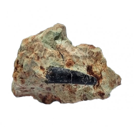 Pterosaure indéterminé (dent)