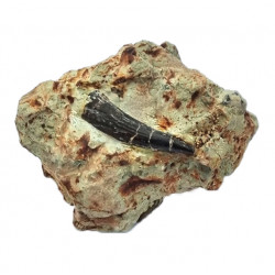 Pterosaure indéterminé (dent)