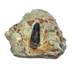 Suchomimus sp. (dent)