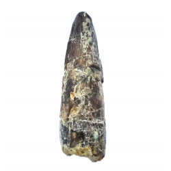 Suchomimus sp. (dent)