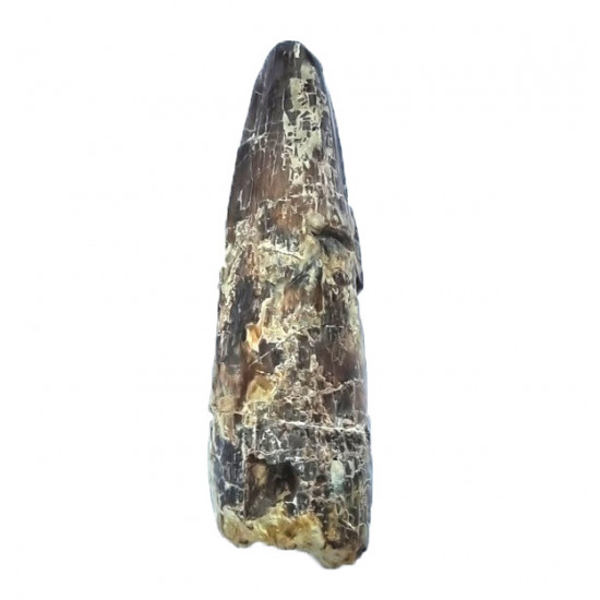 Suchomimus sp. (dent)