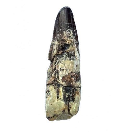 Suchomimus sp. (dent)