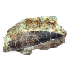 Suchomimus sp. (dent)