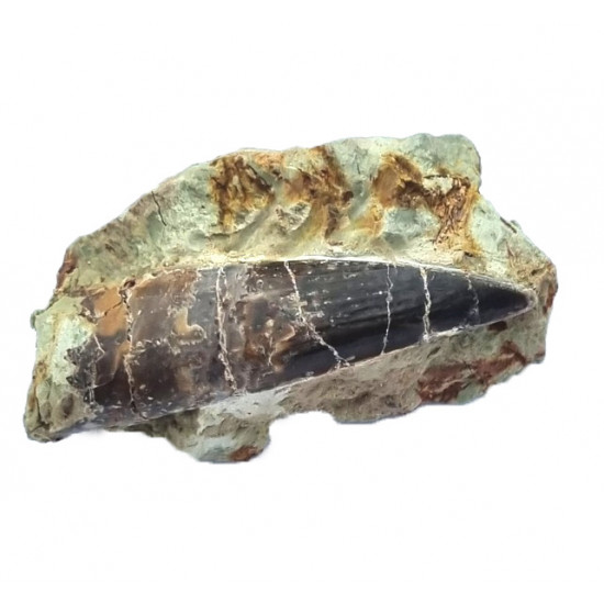 Suchomimus sp. (tooth)