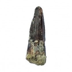 Suchomimus sp. (dent)