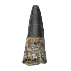 Suchomimus sp. (dent)