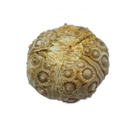 Typocidaris mallum