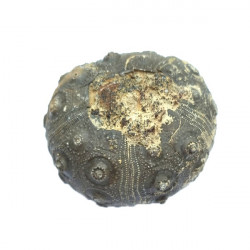 dickisicidaris turbeti