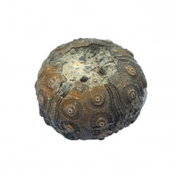 dickisicidaris turbeti