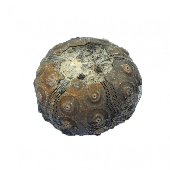 dickisicidaris turbeti