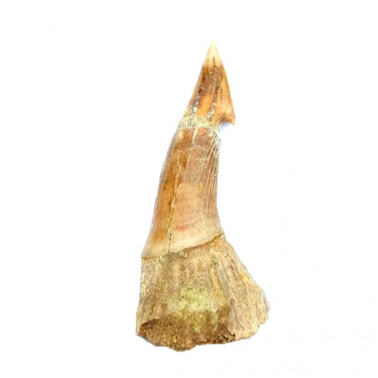 onchopristis numidus (dent) 