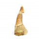 onchopristis numidus (dent) 
