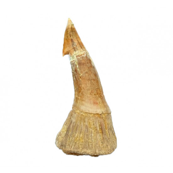 onchopristis numidus (dent) 