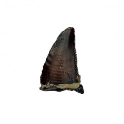 Eocharcarias sp. Dent de dinosaure Theropode
