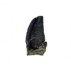 Eocharcarias sp. Dent de dinosaure Theropode