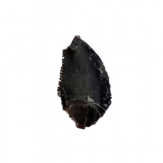 Eocharcarias sp. Theropod dinosaur tooth
