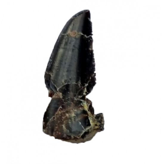 Eocharcarias sp. Dent de dinosaure Theropode