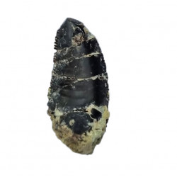 Eocharcarias sp. Theropod dinosaur tooth