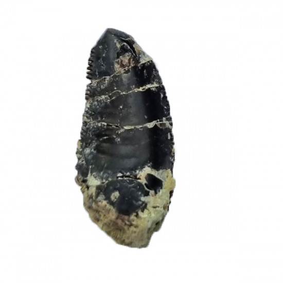 Eocharcarias sp. Theropod dinosaur tooth
