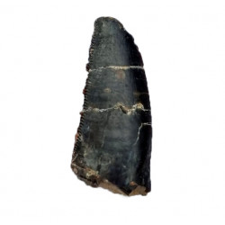 Eocharcarias sp. Dent de dinosaure Theropode
