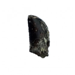 Eocharcarias sp. Dent de dinosaure Theropode