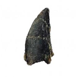 Eocharcarias sp. Dent de dinosaure Theropode