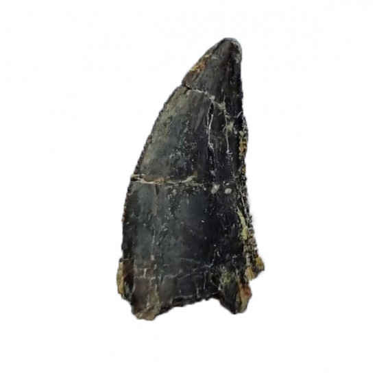 Eocharcarias sp. Dent de dinosaure Theropode
