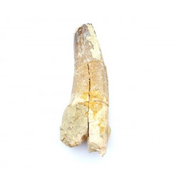 Spinosaurus aegypticus (dent)