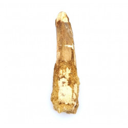 Spinosaurus aegypticus (dent)