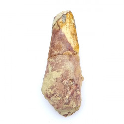 Spinosaurus aegypticus (dent)