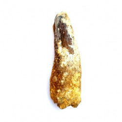 Spinosaurus aegypticus (dent)