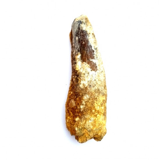 Spinosaurus aegypticus (tooth)