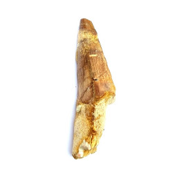 Spinosaurus aegypticus (dent)
