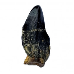 atlasaurus imelakei (tooth) 