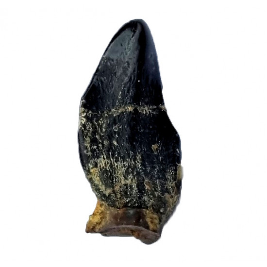 atlasaurus imelakei (tooth) 
