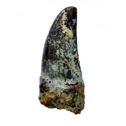 ceratosaurus sp. (tooth) 