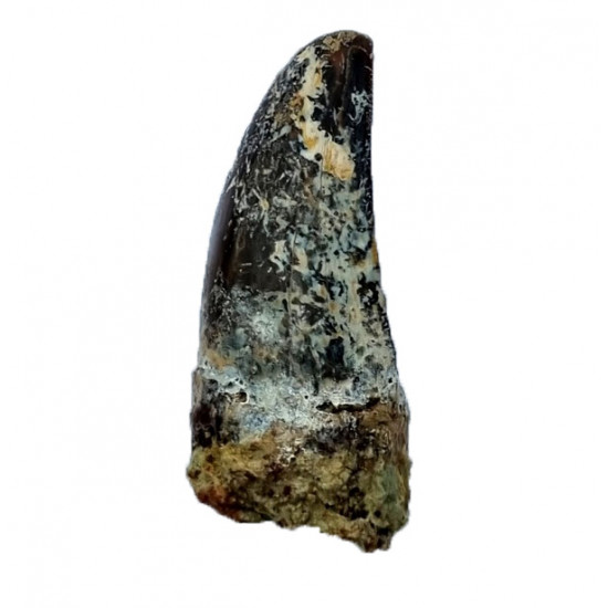 ceratosaurus sp. (tooth) 