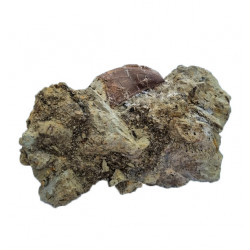 Eocharcarias sp. Dent de dinosaure Theropode 