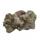 Eocharcarias sp. Dent de dinosaure Theropode 