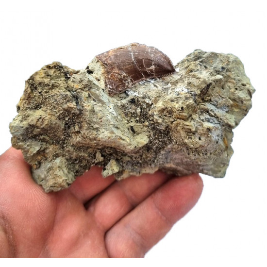 Eocharcarias sp. Dent de dinosaure Theropode 