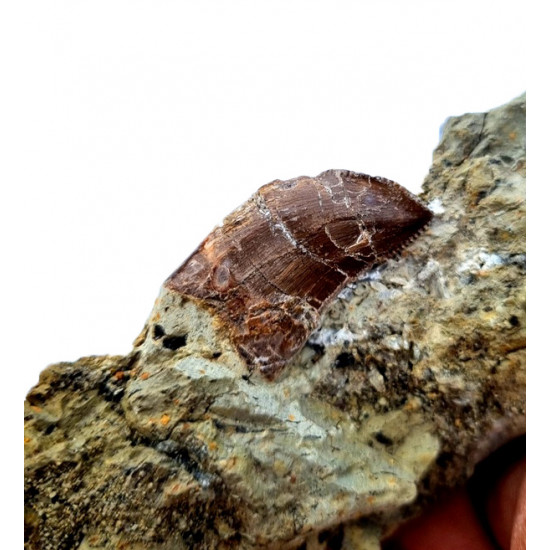 Eocharcarias sp. Dent de dinosaure Theropode 