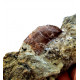 Eocharcarias sp. Dent de dinosaure Theropode 