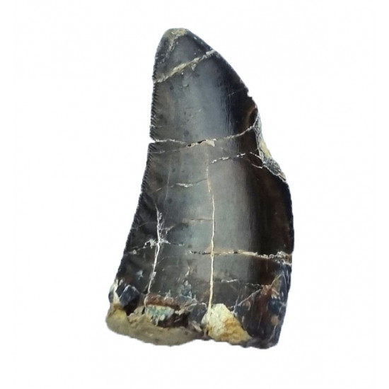 Eocharcarias sp. Dent de dinosaure Theropode 