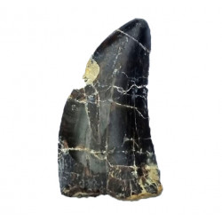 Eocharcarias sp. Dent de dinosaure Theropode 