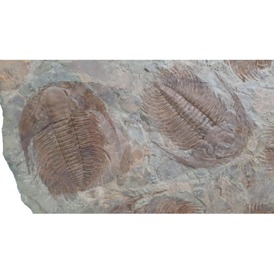 Acadoparadoxides Mureroensis