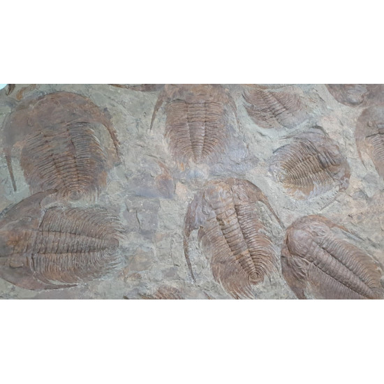 Acadoparadoxides Mureroensis